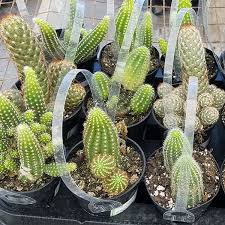 Our cactus and succulents packs include crassula. A One Stop Garden Shop Offering Plants Trees Sod Cactus Succulents Mulch Rock And More