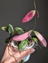 Image result for Elaphoglossum lancifolium