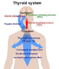 Hypothyroidism Wikipedia