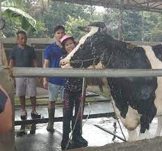 Merupakan objek wisata yang paling populer di kedungkandang. Wisata Edukasi Alam Kandang Peternakan Sapi Perah Home Facebook