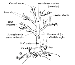 Curmudgeonly master gardener types may tell you that different fruits are pruned in different ways, which is true to an extent, but there is a. Formative Pruning Trees People S Trust For Endangered Species