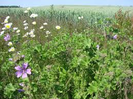 Climate change, feminism, gun control, and other fun stuff we talk about because nobody else will. Pheromones Mulch And Wildflowers How To Control Pests Without Pesticides Horizon The Eu Research Innovation Magazine European Commission