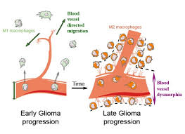 Blood flows throughout the body tissues in blood vessels, via bulk flow (i.e., all constituents together and in one direction). Dynamic Stroma Reorganization Drives Blood Vessel Dysmorphia During Glioma Growth Embo Molecular Medicine