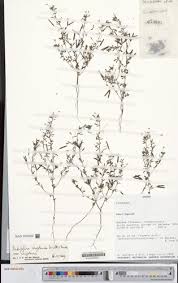 Image result for Indigofera congolensis