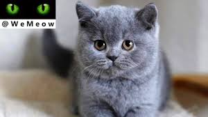Compared to most shorthair breeds, british shorthairs are relatively calm cats when they mature. British Shorthair Kittens Cute And Adorable Cat Compilation Youtube