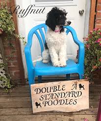 Find poodle puppies in canada | visit kijiji classifieds to buy, sell, or trade almost anything! Ckc Registered Parti Phantom Female Standard Poodle Poodle Puppy Standard Poodle Puppies For Sale