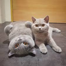 Follow Us Mydreamycats If You Are A Real Cat Lover We Publish Cute Cats Photo And Amazing Videos Credit Goes To Hugoh Cute Cats Photos Cats Cute Cats