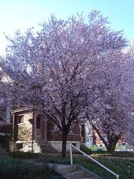It would be worth trying in zone 2 as well, meaning that they can grow in saskatoon, regina, edmonton, thunder bay or winnipeg without trouble! Prunus Cerasifera Thundercloud Thundercloud Cherry Plum Or Thundercloud Purple Leaf Plum On Plantplaces Com Purple Leaves Prunus Cerasifera Outdoor Plants