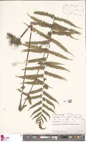 Image result for Christella gueinziana