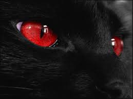 Beautiful Black Cat With Brown Eyes Black Cat Red Eyes Dark Black Wallpaper Black Cat Red Eyes