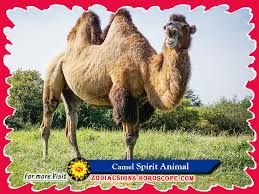 Somtimes a man could be described as a camel in his feelings if he appears silent and calm from outside but from inside he is of that type of people who would not forgive or forget an insult or a mistake easily and he. The Camel Spirit Animal Totem Meaning Symbolism And Camel Dream