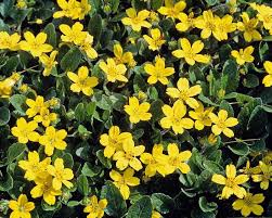 Provides winter interest to the garden. Chrysogonum Pierre Bluestone Perennials Dry Shade Plants Small Yellow Flowers Flowering Ground Cover Perennials