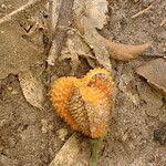 Image result for Trachyphrynium braunianum