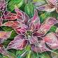Poinsettia Stained Glass — New Leaf Nursery event image
