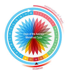 ovulation understanding ovulation cycles