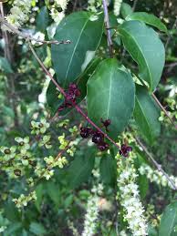 Image result for Petiveriaceae