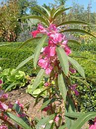 It has been widely introduced outside of its native range as an. Pflanzen Vielfalt Der Saatgut Shop Stauden Samen Beet Stauden Bodendecker Wild Stauden Steingarten Juwele