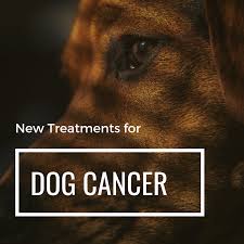How long can dogs live with cancer? Dog Hemangiosarcoma Proven New Treatments That Prolong Life Pethelpful