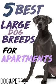 Here are 7 of the best dog breeds perfectly suited for apartments. 5 Best Large Dog Breeds For Apartments Dog Perro Large Dog Breeds Apartment Dogs Dog Breeds