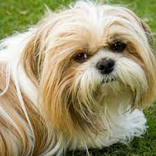 Maybe you would like to learn more about one of these? Learn About The Shih Tzu Dog Breed From A Trusted Veterinarian