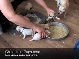 As a new pet parent, you'll find no shortage of dog food choices for feeding puppies. How To Wean Chihuahua Puppies 4 Weeks Old First Solid Food Youtube