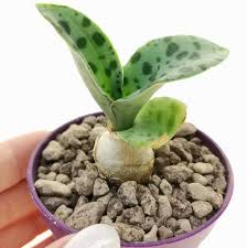 Image result for Scilla benguellensis