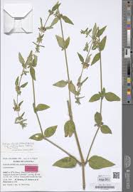 Image result for Justicia striata