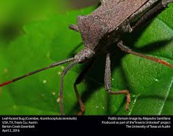 We call them bugs for a reason, especially when it comes to plants. How To Get Rid Of Leaf Footed Bugs Naturally Diy Remedies Bugwiz
