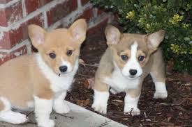 Lincoln county, flintville, tn id: Corgi Puppies Charlotte Nc Petsidi