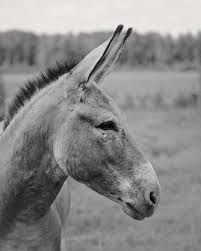 Black And White Animal Photography Farm Photography Animal Donkey Black White Gray Grey 16x20 Etsy Animal Photography Farm Photography Animals
