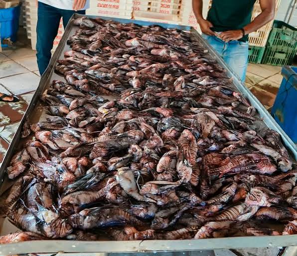 Quase 500 peixes de espécie invasora são retirados do mar em Porto Seguro,  na Bahia | Jornal Correio