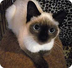 Adopt a rescue cat through petcurious. Cleveland Oh Siamese Meet Cookie A Kitten For Adoption Cat Adoption Kitten Adoption Siamese Cats