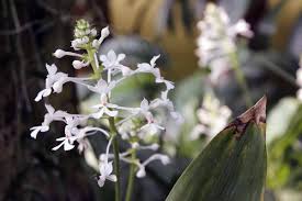 Image result for Calanthe sylvatica