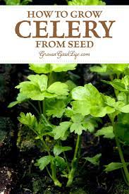 How To Grow Celery Using Self Watering Planters Growing Celery Organic Vegetable Garden Celery Plant