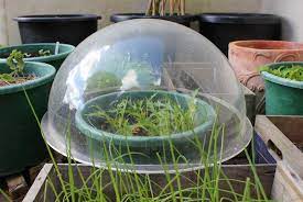 There will be more on the hardening off part later. Cloches Pod Easy Edible Gardening