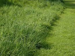 Pin On Lawn Care And Lawn Equipment