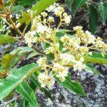 Image result for Tannodia swynnertonii