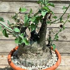 Image result for Adenia