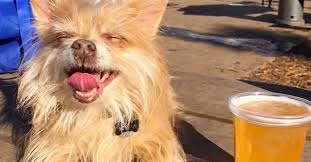 Austin pet sitters is an organization dedicated to providing an opportunity for pet sitters to maximize their standard of excellence through education, mentoring, networking and community service. Best Dog Friendly Restaurants And Bars In Austin Eater Austin