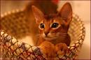 Abytopia Abyssinians - Abyssinian breeder, Abyssinian ...