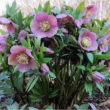 Please Log In Lenten Rose Winter Plants Plants
