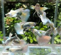 Pin On Guppy Fish
