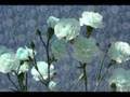 Explore the sheepleverse & our new fabric line, the curiosities collection! Erin Lang Discography Discogs