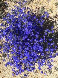 Look to the rare hue of these blue flowers to brighten up your garden. Photo Uploader For Pinterest Australian Plants Australian Native Garden Australian Wildflowers