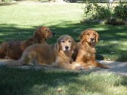 Looking to connect with breeders in socal. Golden Acres Michigan Golden Retriever Puppies For Sale Dog Cat And Pet Boarding Kennels And Grooming In Southeast Michigan