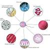 Structure and components of a human cell. Https Encrypted Tbn0 Gstatic Com Images Q Tbn And9gctjcg2ykz4 R8ls1y Zxilato2riem8dmfjdhpo9iufyvo3qcql Usqp Cau