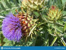 Artichoke Thistle Flower Arrangements Best Flower Wallpaper