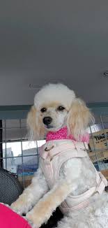 runt puppy with heart murmur and esophagus issue?