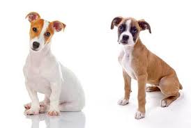 Like most chihuahua mixes, they're going to be small. All About The Jack Russell Boxer Mix Facts Information