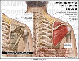 Jul 19, 2020 · degenerative changes such as small tears within the tendon and calcium deposits within the tendon can contribute to this problem. Shoulder Anatomy Posterior Anatomy Drawing Diagram